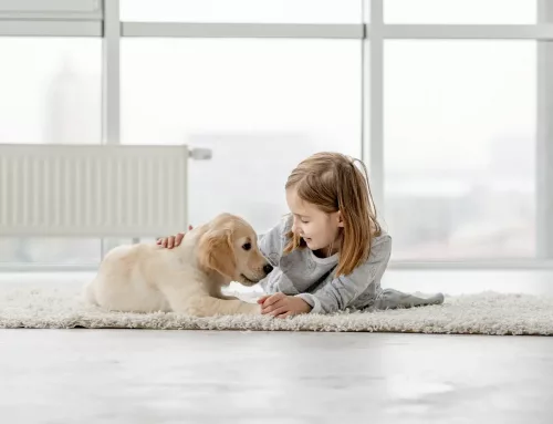 Los 5 Mejores Seguros para mascotas