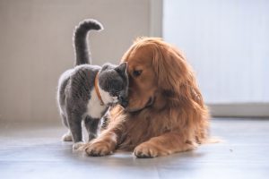 seguro para mascotas Adeslas